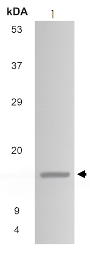 Western blot - Anti-CCL1 antibody [MM0135-9D24] (AB89446), expandable thumbnail