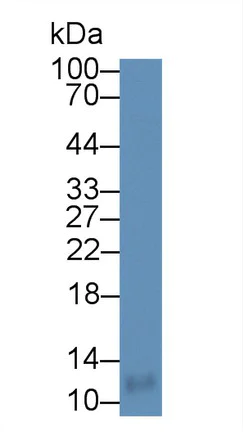 Western blot - Anti-CCL18 antibody (AB233099)