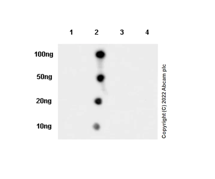 Dot Blot - Anti-CCL18 antibody [EPR24781-84] (AB300057)