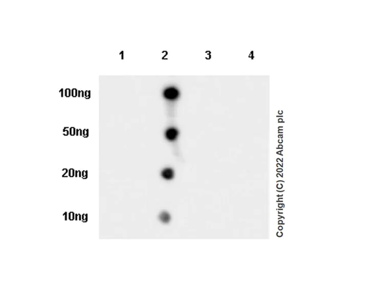 Dot Blot - Anti-CCL18 antibody [EPR24781-84] (AB300057)