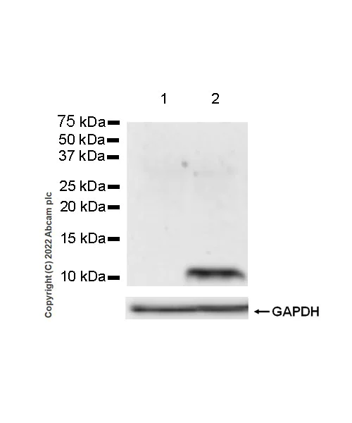 Western blot - Anti-CCL18 antibody [EPR24781-84] (AB300057)