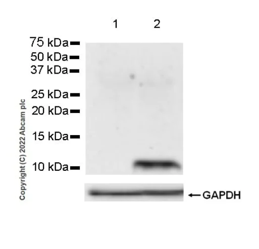 Western blot - Anti-CCL18 antibody [EPR24781-84] (AB300057)