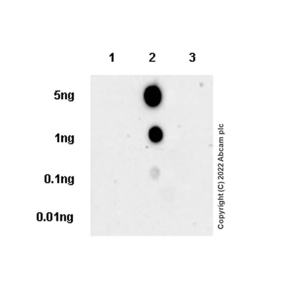 Dot Blot - Anti-CCL18 antibody [EPR24781-84] (BSA and Azide free) (AB300058)