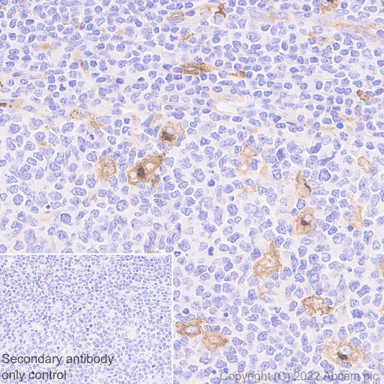 Immunohistochemistry (Formalin/PFA-fixed paraffin-embedded sections) - Anti-CCL18 antibody [EPR24781-84] (BSA and Azide free) (AB300058)
