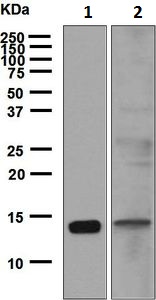 Western blot - Anti-CCL21 antibody [EPR6218] (AB129014), expandable thumbnail