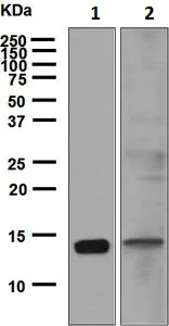 Western blot - Anti-CCL21 antibody [EPR6218] - BSA and Azide free (AB248260)