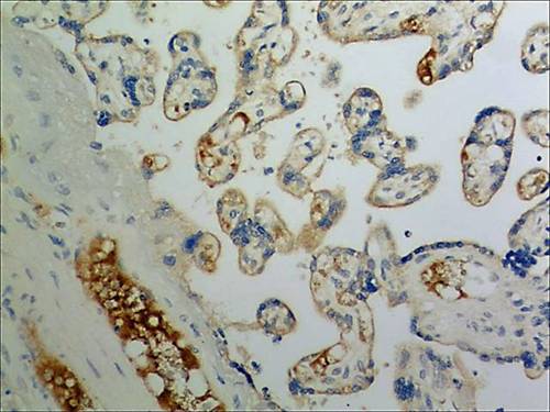 Immunohistochemistry (Formalin/PFA-fixed paraffin-embedded sections) - Anti-CCL21 antibody [MM0146-2H26] (AB89396)