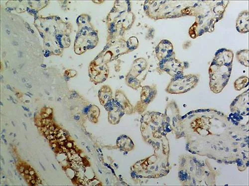 Immunohistochemistry (Formalin/PFA-fixed paraffin-embedded sections) - Anti-CCL21 antibody [MM0146-2H26] (AB89396)