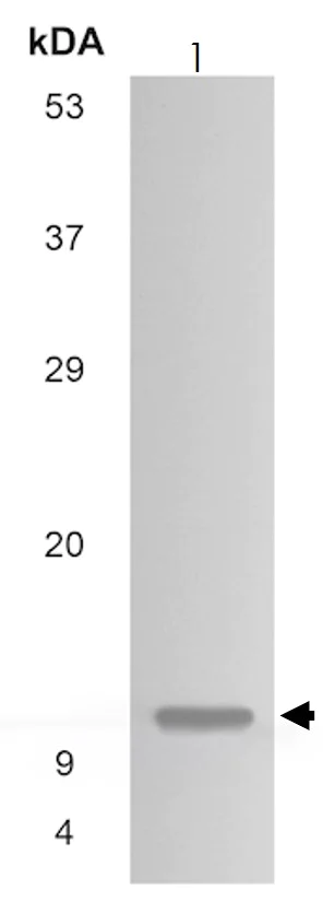 Western blot - Anti-CCL21 antibody [MM0146-2H26] (AB89396)