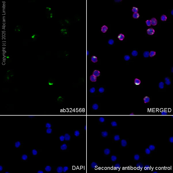 Immunocytochemistry/ Immunofluorescence - Anti-Ccl21a antibody [EPR29901-509] (AB324568)