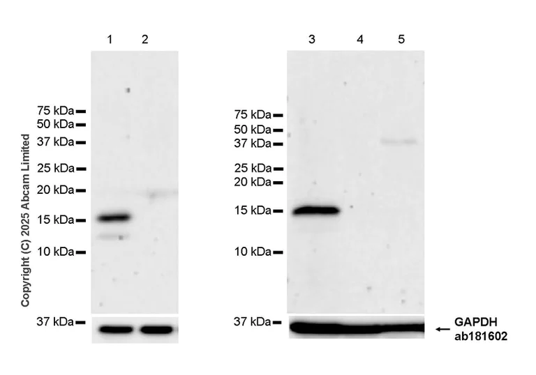 Western blot - Anti-Ccl21a antibody [EPR29901-509] (AB324568)
