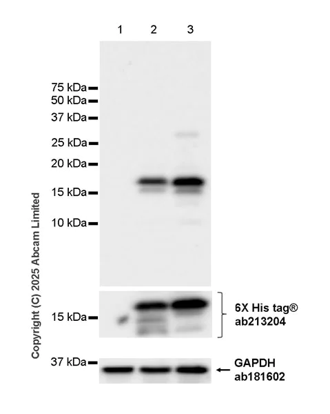 Western blot - Anti-Ccl21a antibody [EPR29901-509] (AB324568)