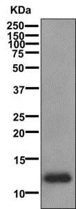 Western blot - Anti-CCL23 antibody [EPR11364] - BSA and Azide free (AB249623)