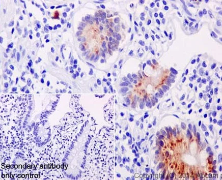 Immunohistochemistry (Formalin/PFA-fixed paraffin-embedded sections) - Anti-CCL25 antibody [EPR12388(2)] (AB200343)
