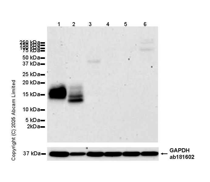 Western blot - Anti-CCL25 antibody [EPR18002-133] (AB324594)