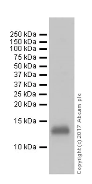 Western blot - Anti-CCL27 antibody [EPR17284-217] (AB181323)