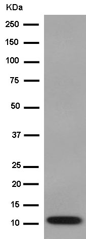 Western blot - Anti-CCL27 antibody [EPR8582(2)] - BSA and Azide free (AB250878), expandable thumbnail