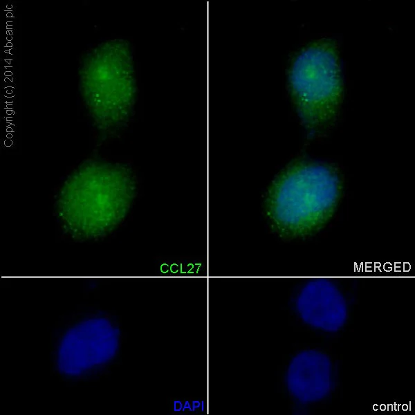 Immunocytochemistry/ Immunofluorescence - Anti-CCL27 antibody [EPR8583(2)] - BSA and Azide free (AB251188)