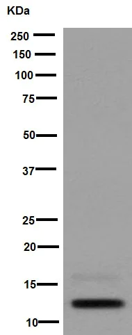 Western blot - Anti-CCL27 antibody [EPR8583(2)] - BSA and Azide free (AB251188)