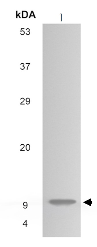 Western blot - Anti-CCL27 antibody [MM0152-7H44] (AB89543)