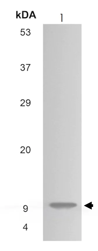 Western blot - Anti-CCL27 antibody [MM0152-7H44] (AB89543)