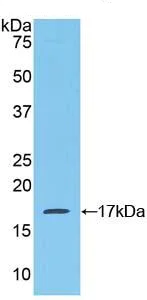 Western blot - Anti-CCL28/MEC antibody (AB231557)