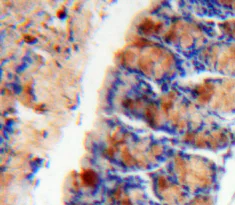 Immunohistochemistry (Formalin/PFA-fixed paraffin-embedded sections) - Anti-CCL28/MEC antibody (AB232837)