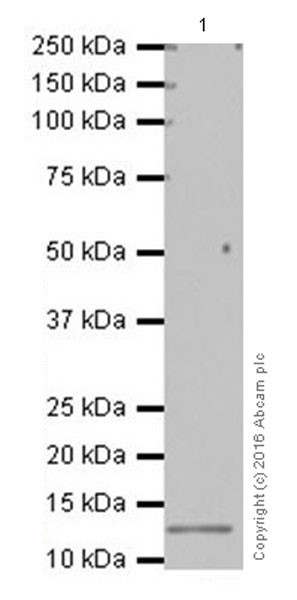 Western blot - Anti-CCL28/MEC antibody [EPR12933] (AB192600)