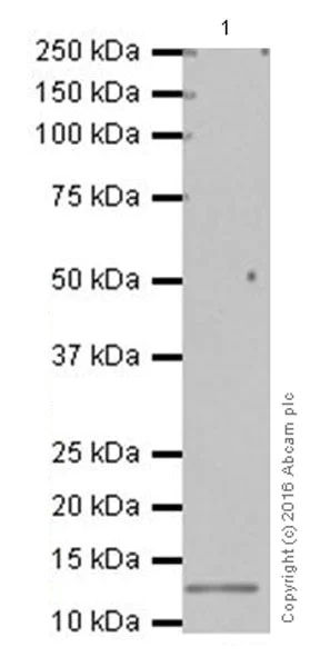 Western blot - Anti-CCL28/MEC antibody [EPR12933] - BSA and Azide free (AB251136)