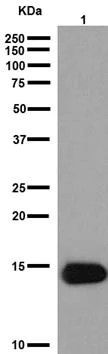 Western blot - Anti-CCL28/MEC antibody [EPR12933] - BSA and Azide free (AB251136)