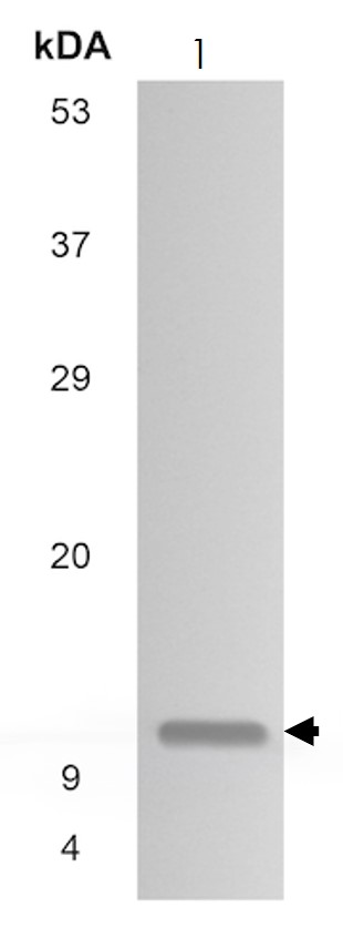 Western blot - Anti-CCL28/MEC antibody [MM0153-9G34] (AB89544)
