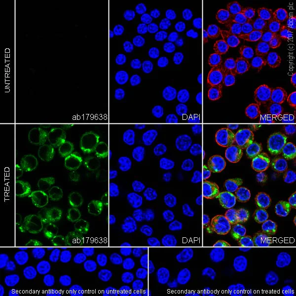 Immunocytochemistry/ Immunofluorescence - Anti-CCL3 / MIP-1 alpha antibody [EPR16618-90] (AB179638)