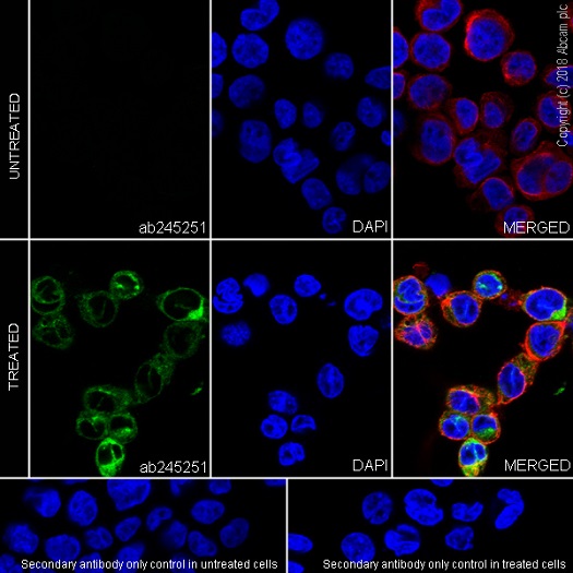 Immunocytochemistry/ Immunofluorescence - Anti-CCL3 / MIP-1 alpha antibody [EPR19900-147] (AB245251)