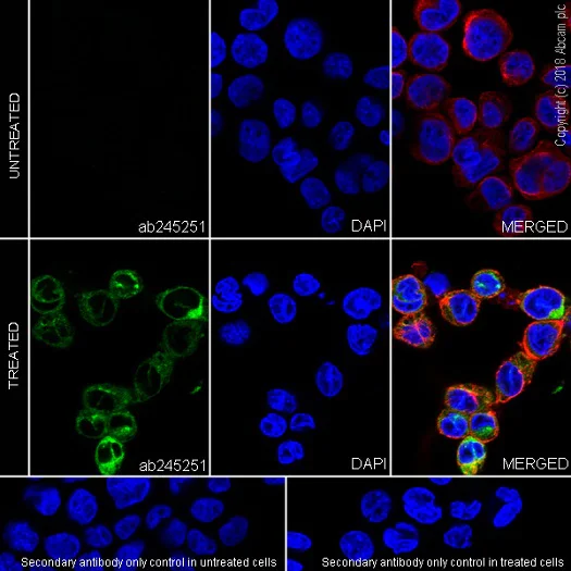 Immunocytochemistry/ Immunofluorescence - Anti-CCL3 / MIP-1 alpha antibody [EPR19900-147] - BSA and Azide free (AB251590)