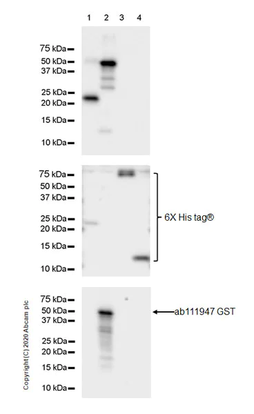 Western blot - Anti-CCL3 / MIP-1 alpha + CCL3L1 antibody [EPR23751-54] (AB259372)