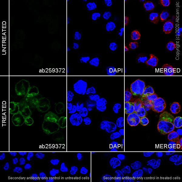 Immunocytochemistry/ Immunofluorescence - Anti-CCL3 / MIP-1 alpha + CCL3L1 antibody [EPR23751-54] - BSA and Azide (AB277944)