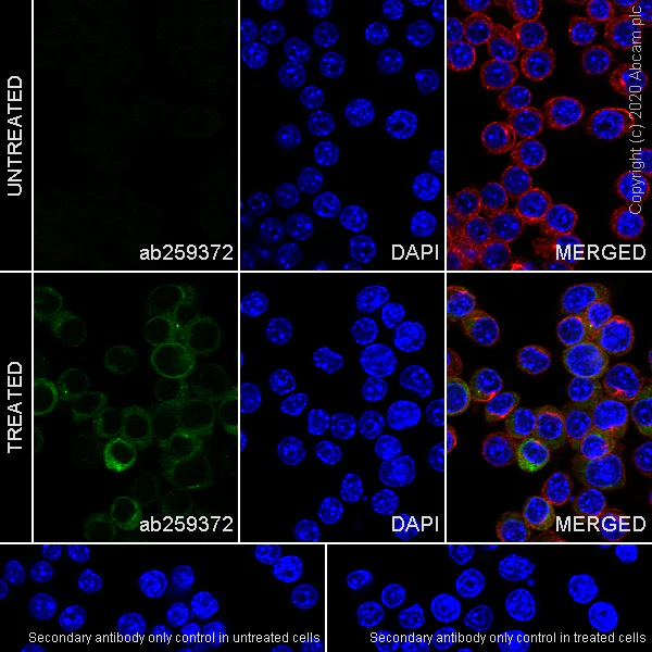 Immunocytochemistry/ Immunofluorescence - Anti-CCL3 / MIP-1 alpha + CCL3L1 antibody [EPR23751-54] - BSA and Azide (AB277944)