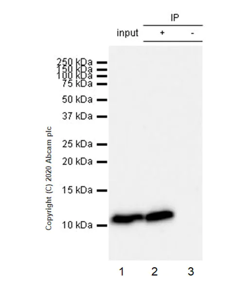 Immunoprecipitation - Anti-CCL3 / MIP-1 alpha + CCL3L1 antibody [EPR23751-54] - BSA and Azide (AB277944)