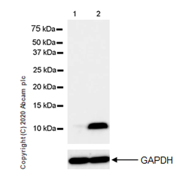 Western blot - Anti-CCL3 / MIP-1 alpha + CCL3L1 antibody [EPR23751-54] - BSA and Azide (AB277944)