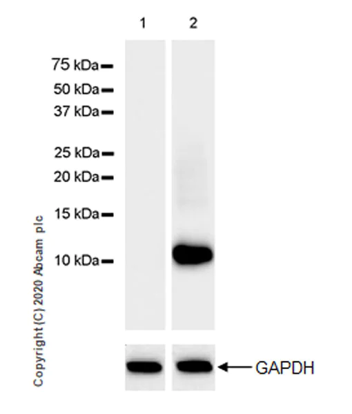 Western blot - Anti-CCL3 / MIP-1 alpha + CCL3L1 antibody [EPR23751-54] - BSA and Azide (AB277944)