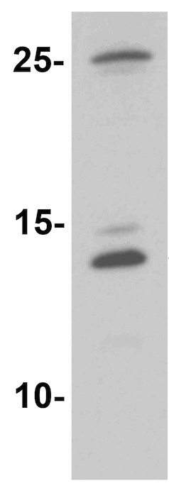 Western blot - Anti-CCL4/MIP-1 beta antibody (AB167045)