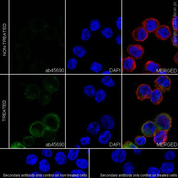 Immunocytochemistry/ Immunofluorescence - Anti-CCL4/MIP-1 beta antibody [EP521Y] - BSA and Azide free (AB187674)