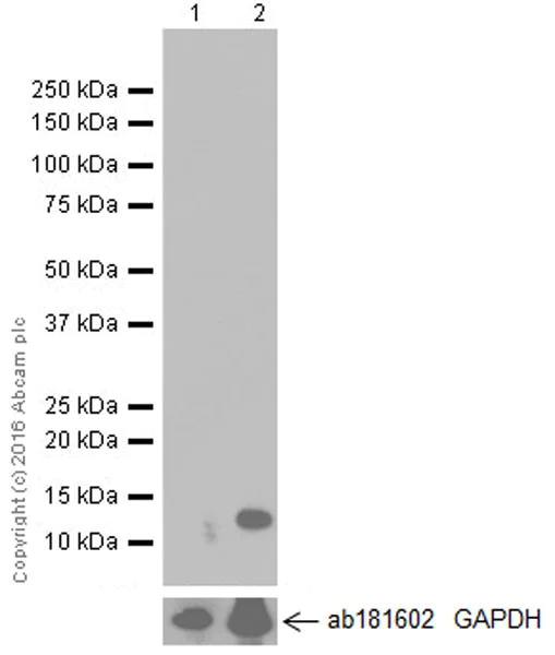 Western blot - Anti-CCL4/MIP-1 beta antibody [EP521Y] - BSA and Azide free (AB187674)