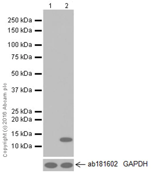 Western blot - Anti-CCL4/MIP-1 beta antibody [EP521Y] - BSA and Azide free (AB187674)