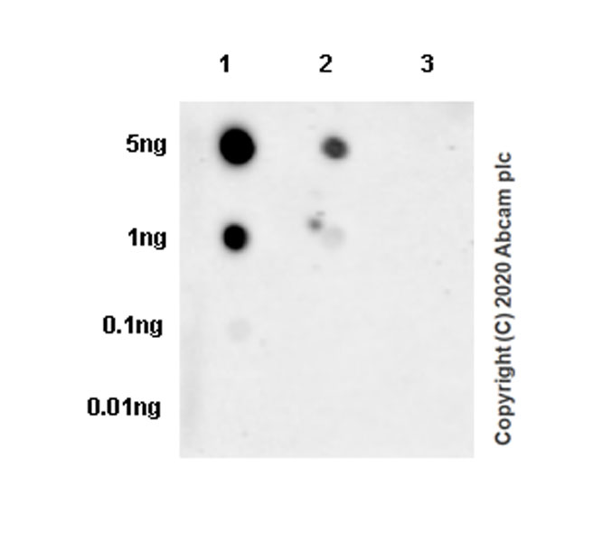 Dot Blot - Anti-CCL4/MIP-1 beta antibody [EPR23610-40] - BSA and Azide free (AB275399), expandable thumbnail