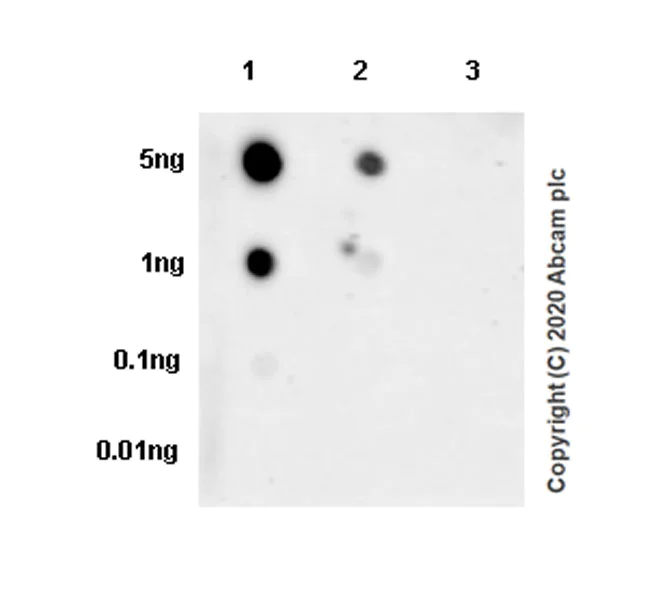 Dot Blot - Anti-CCL4/MIP-1 beta antibody [EPR23610-40] - BSA and Azide free (AB275399)