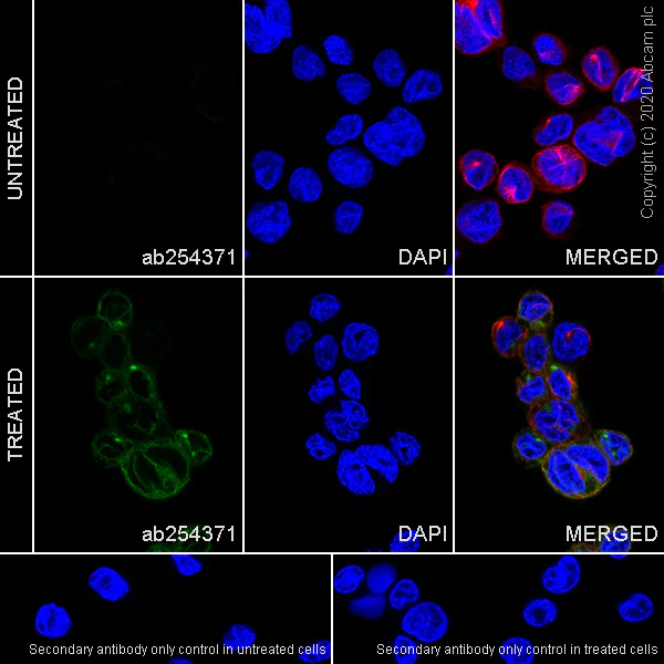 Immunocytochemistry/ Immunofluorescence - Anti-CCL4/MIP-1 beta antibody [EPR23610-40] - BSA and Azide free (AB275399)