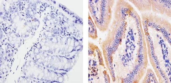 Immunohistochemistry paraffin embedded sections - Anti-CCL4/MIP-1 beta antibody [RP23040078] (AB308044)