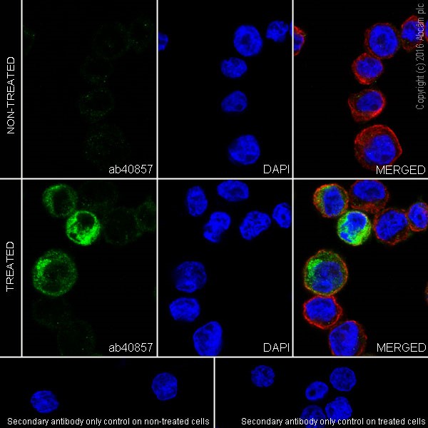 Immunocytochemistry/ Immunofluorescence - Anti-CCL4/MIP-1 beta + CCL4L1 antibody [EPR494] (AB40857), expandable thumbnail
