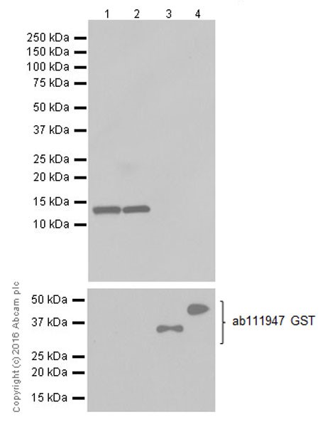 Western blot - Anti-CCL4/MIP-1 beta + CCL4L1 antibody [EPR494] (AB40857), expandable thumbnail